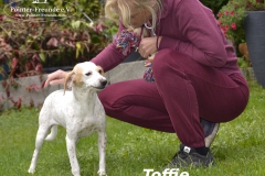 Toffiemitlogo6 (1)