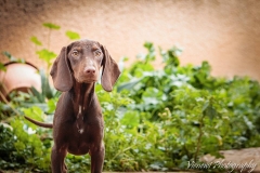 12644726_1719211131643976_6439774730404421912_n