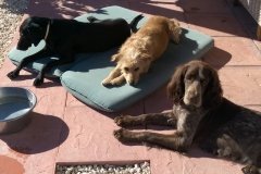 15101808_1174266992686675_179391808_o