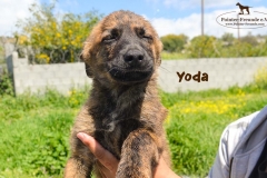 yoda_1