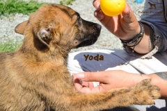 yoda_2