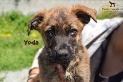 yoda_3