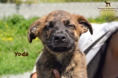yoda_4