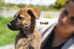 yoda_5