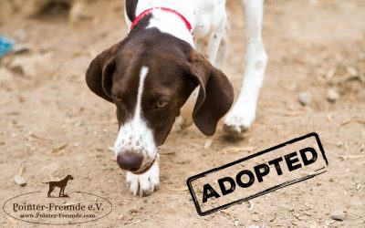 ♥ Bobby, Pointer-Mix, 5 months