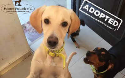 ♥ Ronny, Lab-Pointer-Mix, 5-6 months ♥