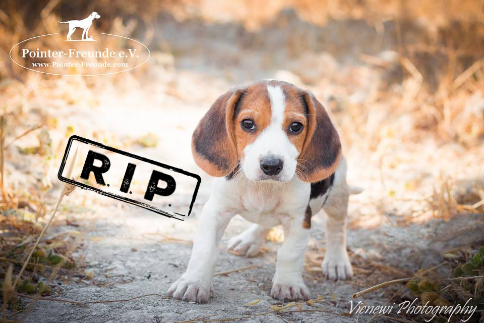 HARVEY, Beagle-Mix, 3 months