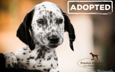 ♥ Dalmatian/Pointer Puppies, appr. 2 months ♥