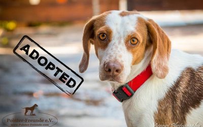 ♥ PAMIE, Pointer-Mix, 2-3 years ♥