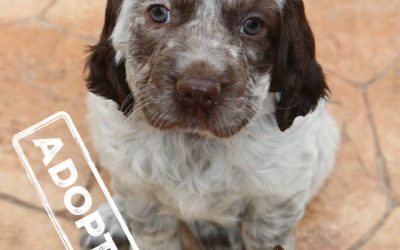 ♥ TEAGAN, English Setter (Blue Belton), 13 weeks ♥