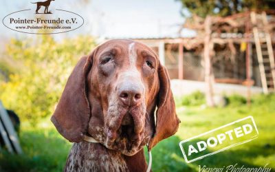 ♥ TESSY, Bracco Italiano, 5-6 years ♥