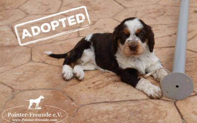 ♥ TEYLA, English Setter, 13 weeks ♥