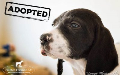 ♥ Mr. Branson, Pointer-Mix, 2 months ♥