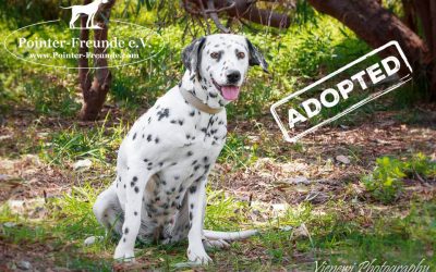 ♥ POLLY, Dalmatian, app. 5 years ♥