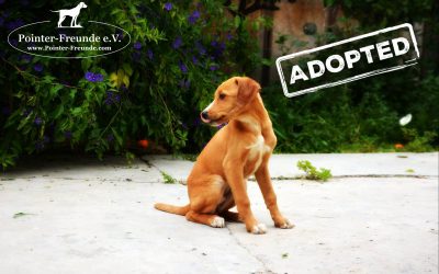 ♥ ANJALI, Pointer-Husky-Mix, 5 months ♥