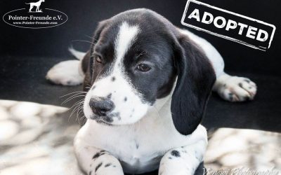 ♥ THEA, Pointer-Mix, 3 months ♥