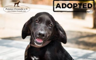 CARTER, Spaniel-Lab, geb. ca. 05/2016