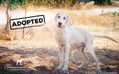 KATIE, Pointer-Lab, geb. ca. 03/2016