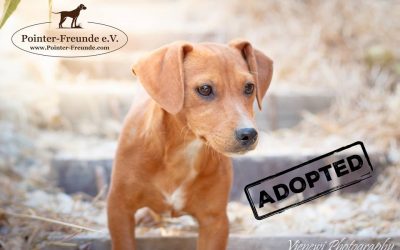 MILO, Jack-Russel-Mix, geb. ca. 04/2016