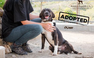 OLIVER, Pointer-Mix, geb. ca. 04/2016