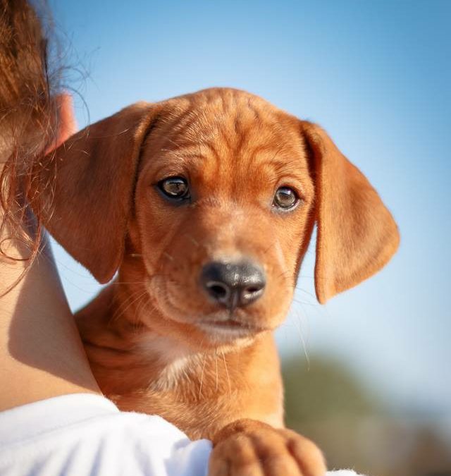 GINGER, PointerLab, apr. 06/2016 (3 months) PointerFreunde e.V.