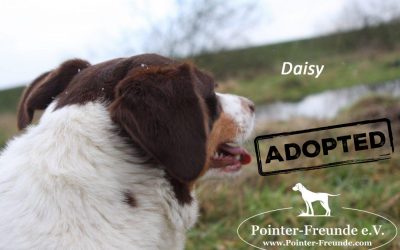 Daisy, Pointer-Jura-Mix, born 2013