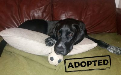 KIWI, Pointer-Labrador-Mix, appr. 04/2016