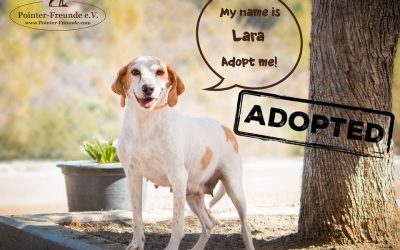 LARA, Pointer-Beagle-Mix, born 2013