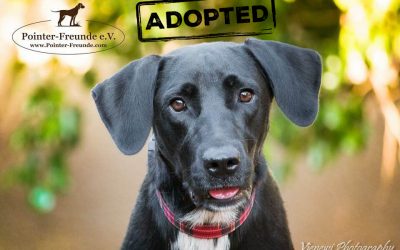 MARYLEE, Pointer-Labrador, geb. ca. 2014