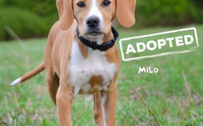 MILO, Pointer-Beagle-Mix, geb. 12/2016