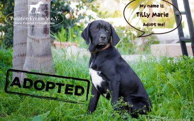 TILLY MARIE, Pointer-Mix, appr. 09/2016