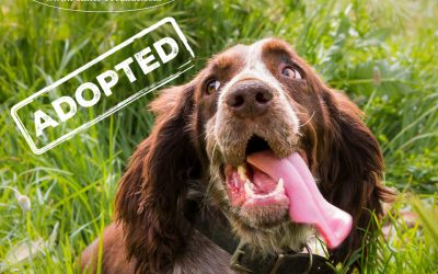 WILMA, Springer Spaniel, appr. 2012