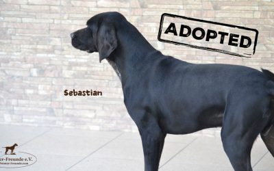 SEBASTIAN, Pointer-Mix, geb. 08/2016