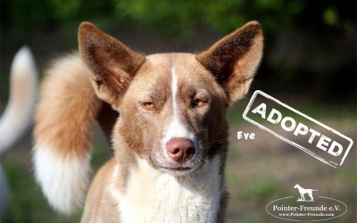 Eve, Akita-Husky-Mix, geb. 04/2016