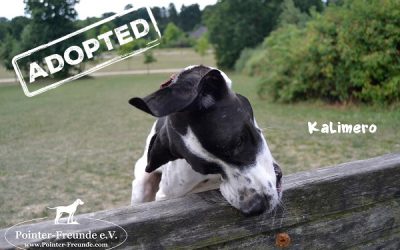 Kalimero, English Pointer, geb. ca. 2014