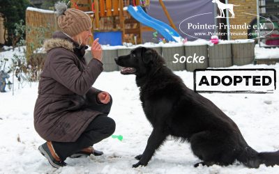 SOCKE, Schäferhund-Kuvasz-Mix, geb. 03/2017