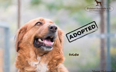 GOLDIE, Golden Retriever-Mix, geb. ca. 2012