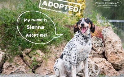 SIENNA, Pointer-Mix, geb. 10/2016