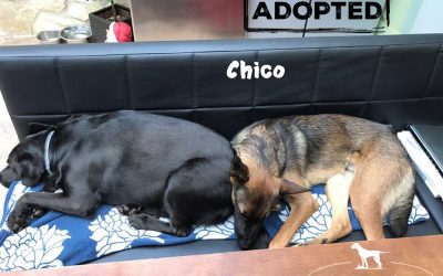 (Deutsch) CHICO, Malinois-Mix, geb. ca. 2016