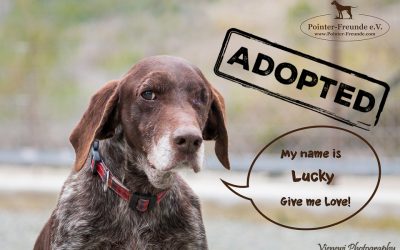 LUCKY, German Shorthair, born appr. 2009