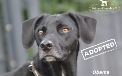 OBAMA, Pointer-Labrador-Mix, geb. 10 / 2016