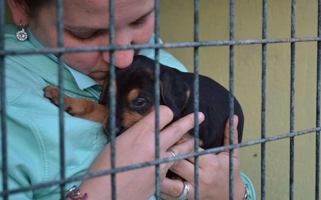 “Pledge A Brick“: Sponsorship Scheme for Dog Rescue Centre