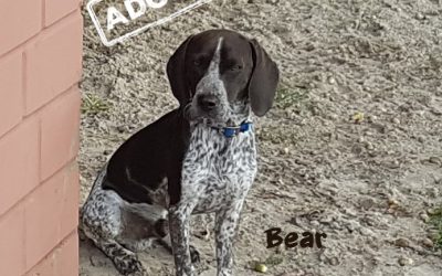 BEAR, Pointer-Mix, born 03/2018