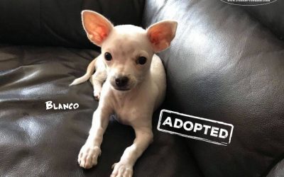 (Deutsch) BLANCO, Chihuahua, geb. 04/2018