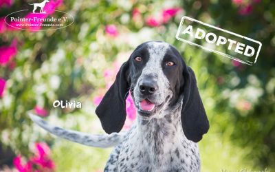 OLIVIA, Pointer-Segugio-Mix, born app. 05/2017