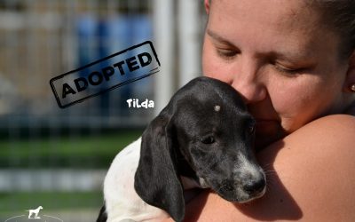 TILDA, Pointer-Mix, born 06/2018