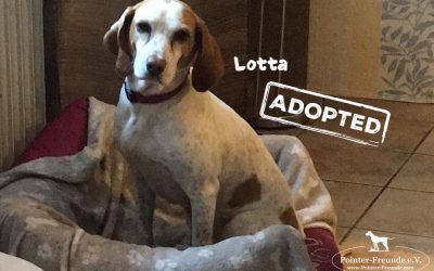 (Deutsch) LOTTA, Pointer-Beagle, geb. 2013