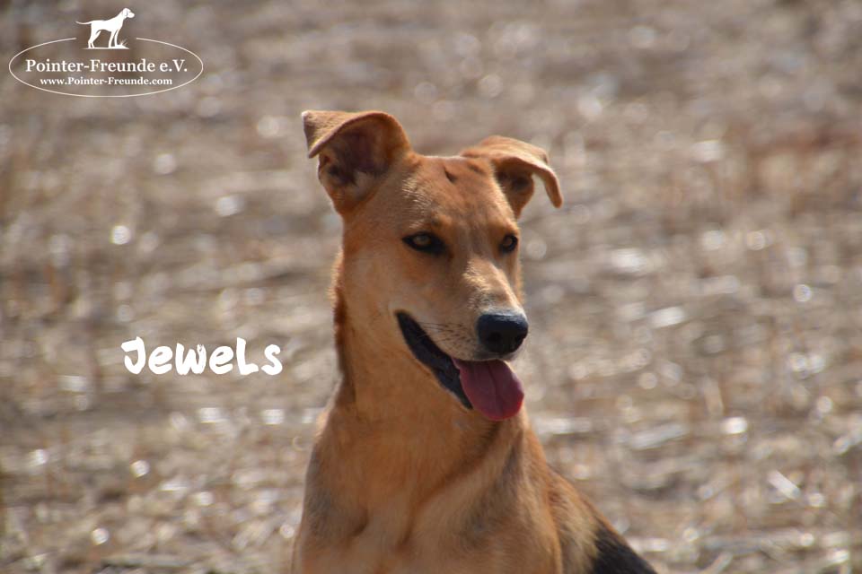 JEWELS, Sheperd-Mix, born appr. 2016