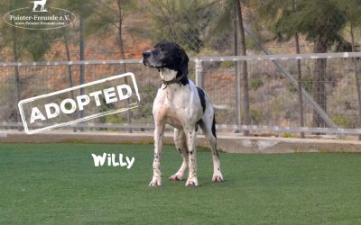 RESERVED: WILLY, English Pointer, born appr. 2014