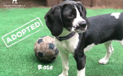 ROSE, Pointer-Mix, born 10/2018